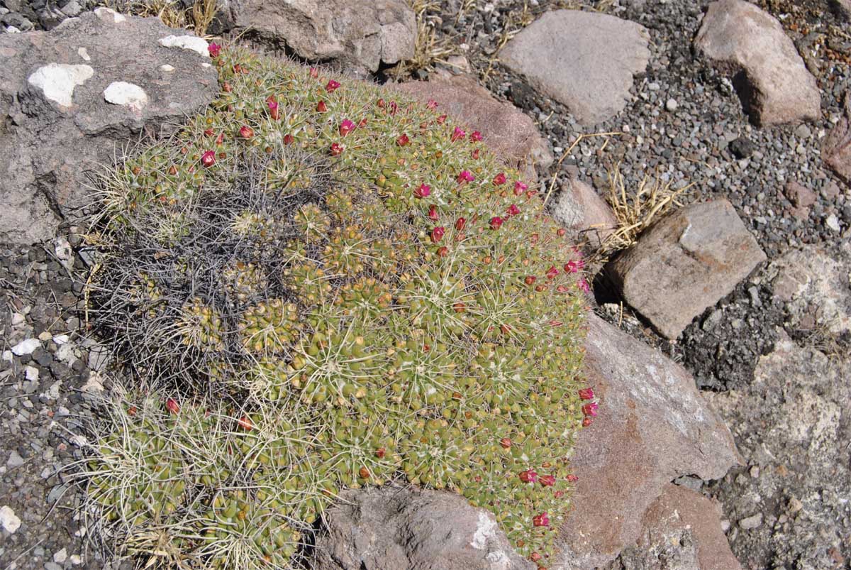 Image of Mammillaria compressa specimen.