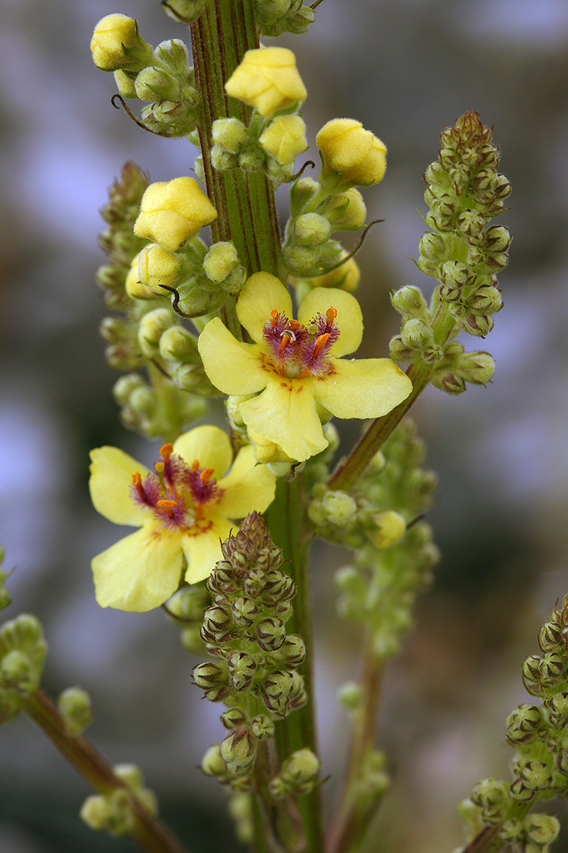 Изображение особи Verbascum nigrum.