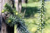 Cunninghamia lanceolata