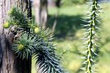 Cunninghamia lanceolata. Побеги с молодыми шишками. Краснодарский край, г. Сочи, Дендрарий. 04.04.2018.