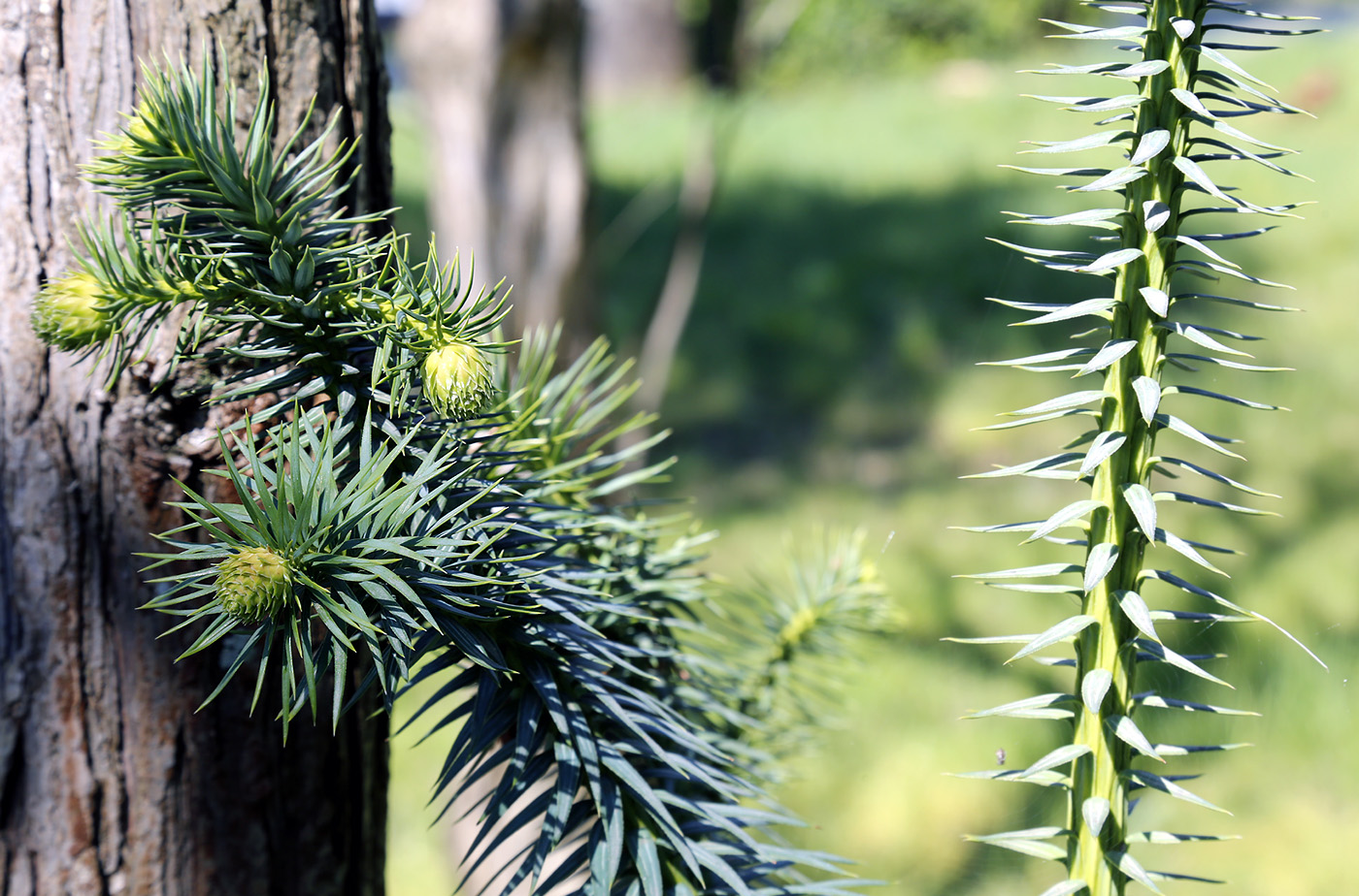 Image of Cunninghamia lanceolata specimen.