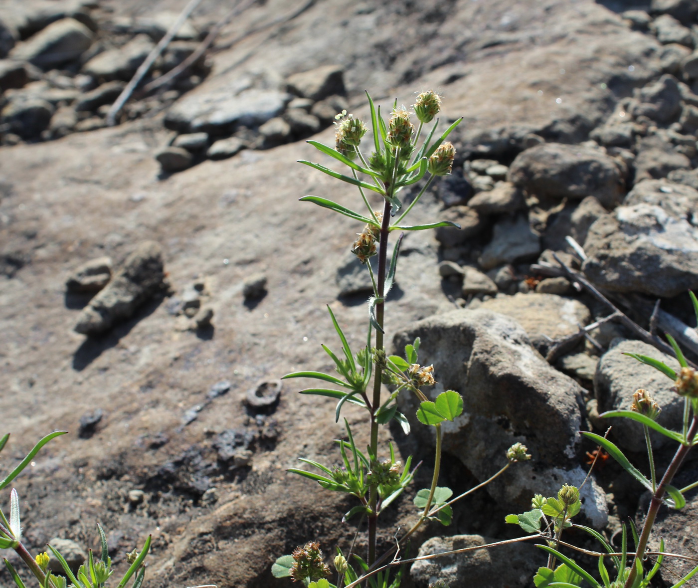 Image of Plantago afra specimen.