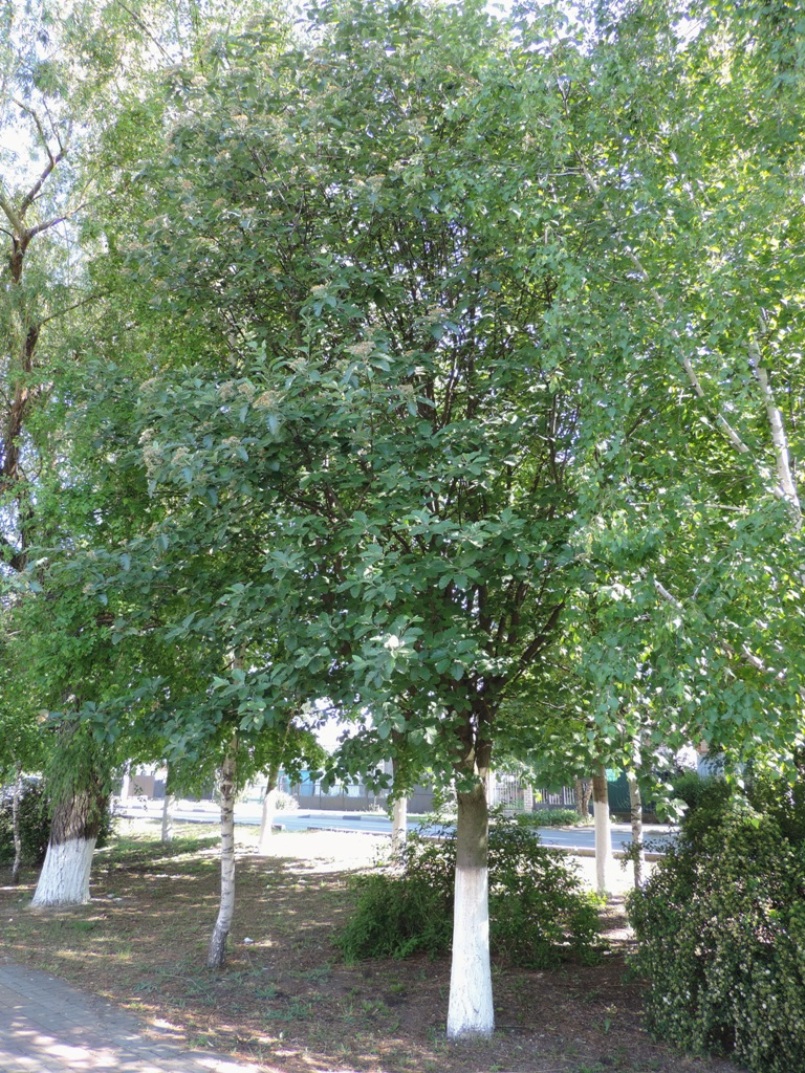 Image of Sorbus intermedia specimen.