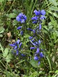 Polygala calcarea