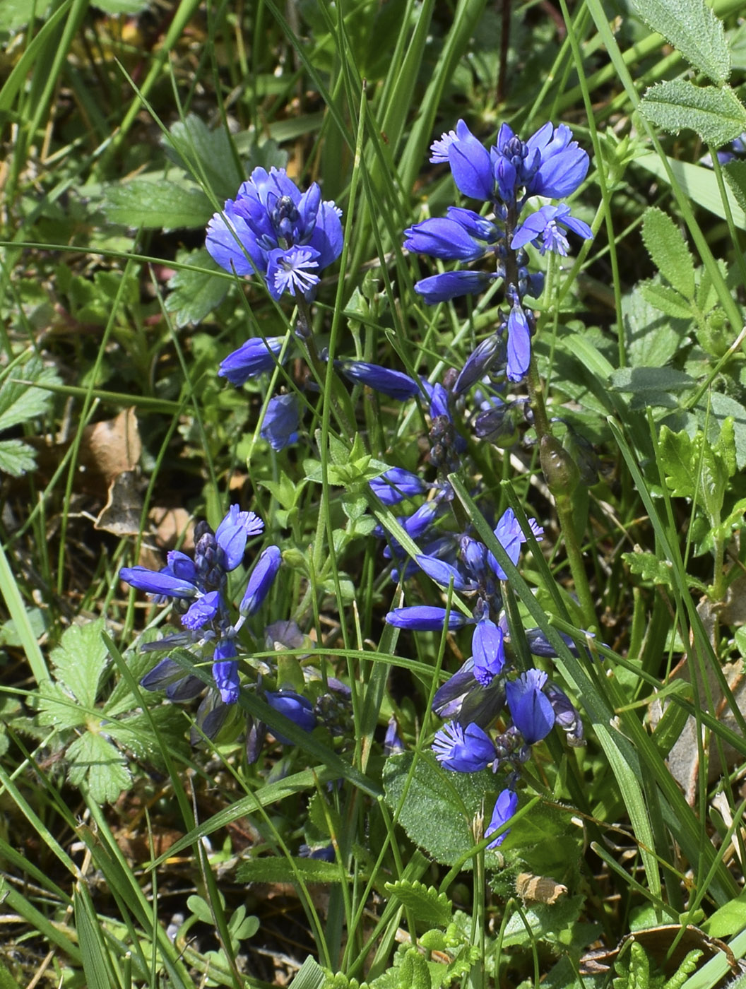 Image of Polygala calcarea specimen.