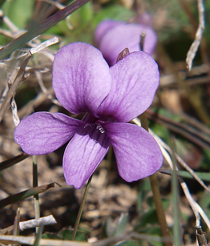 Изображение особи Viola somchetica.