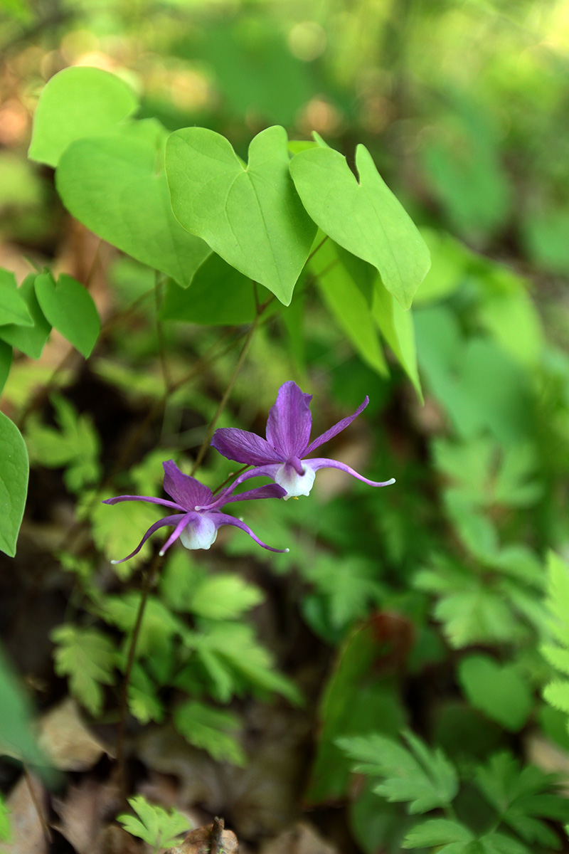 Изображение особи Epimedium macrosepalum.