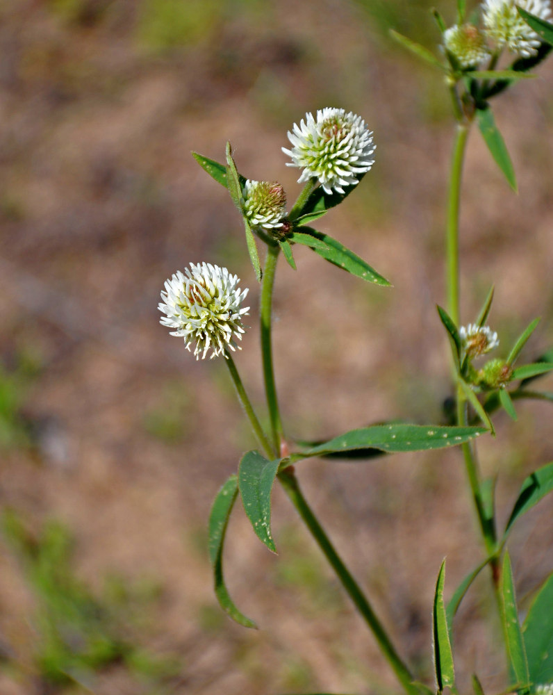 Изображение особи Trifolium montanum.