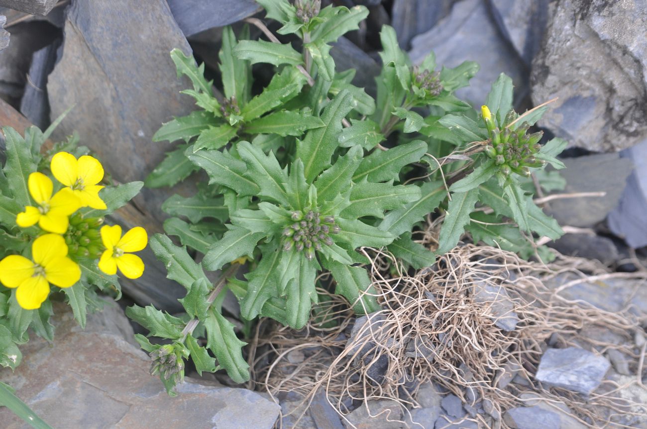 Image of Erysimum ibericum specimen.