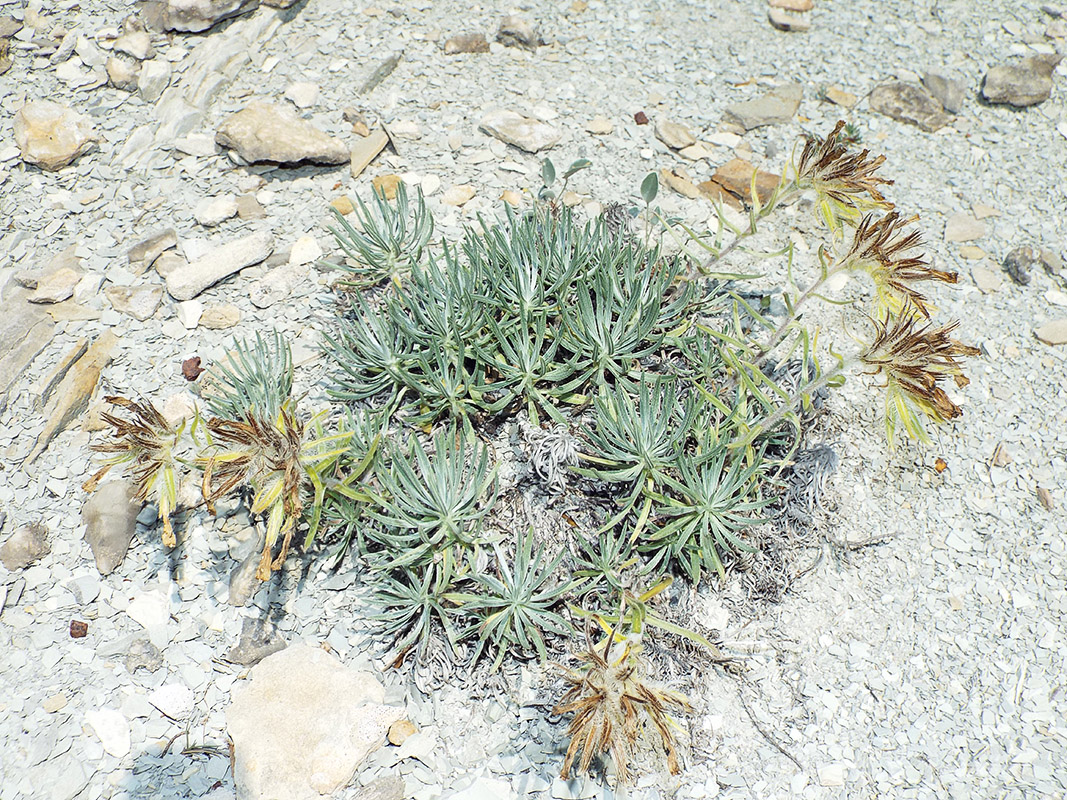 Изображение особи Onosma polyphylla.