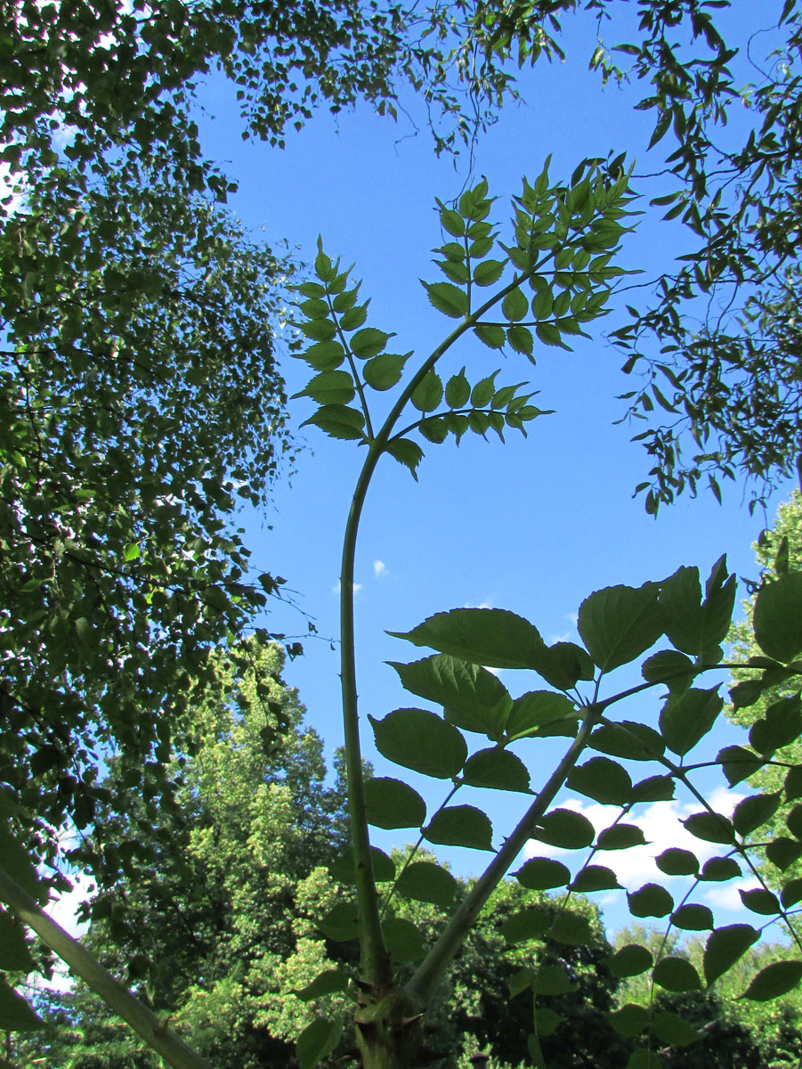 Image of Aralia spinosa specimen.