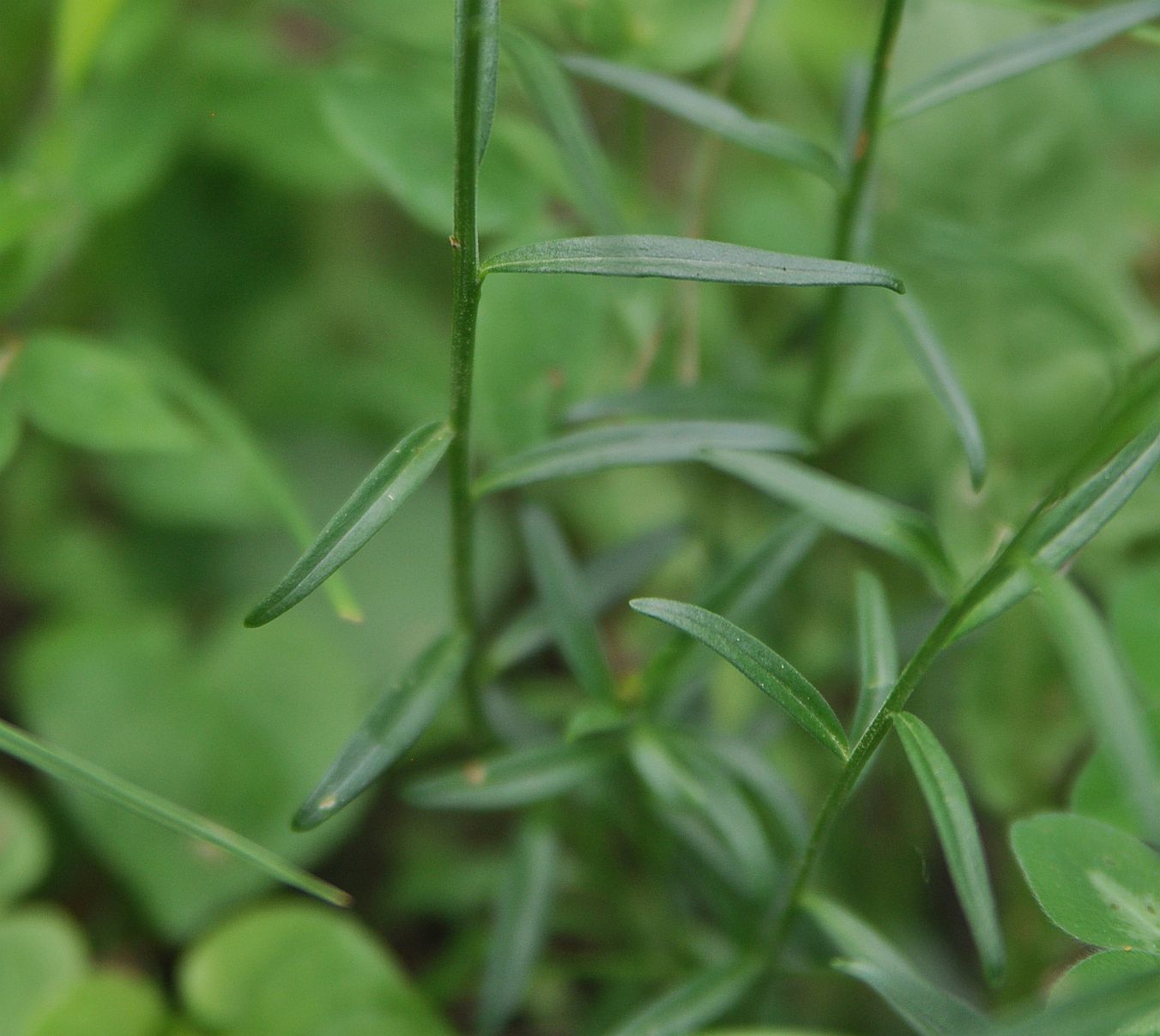 Изображение особи Polygala major.