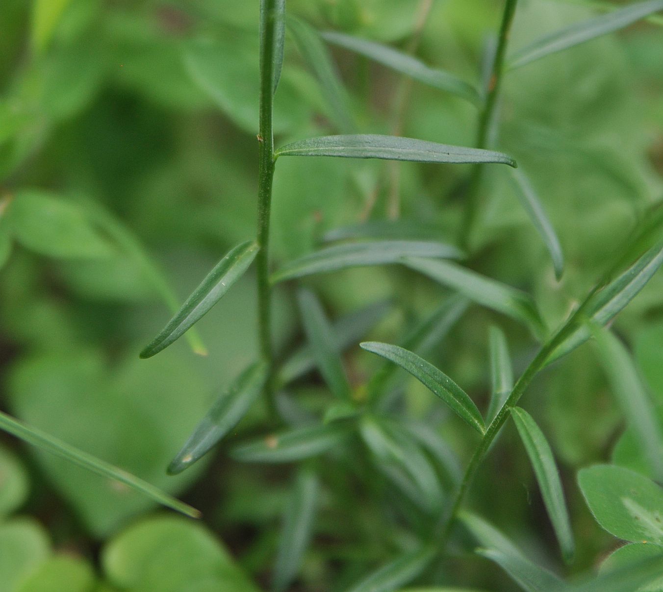 Image of Polygala major specimen.