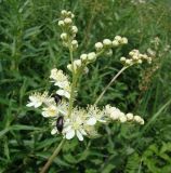 Filipendula vulgaris. Верхушка цветущего растения. Краснодарский край, Кущёвский р-н, хут. Полтавский, склоны над р. Эльбузд. 01.06.2010.