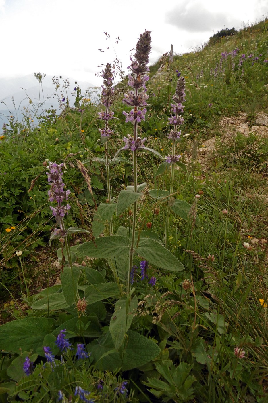 Изображение особи Stachys balansae.