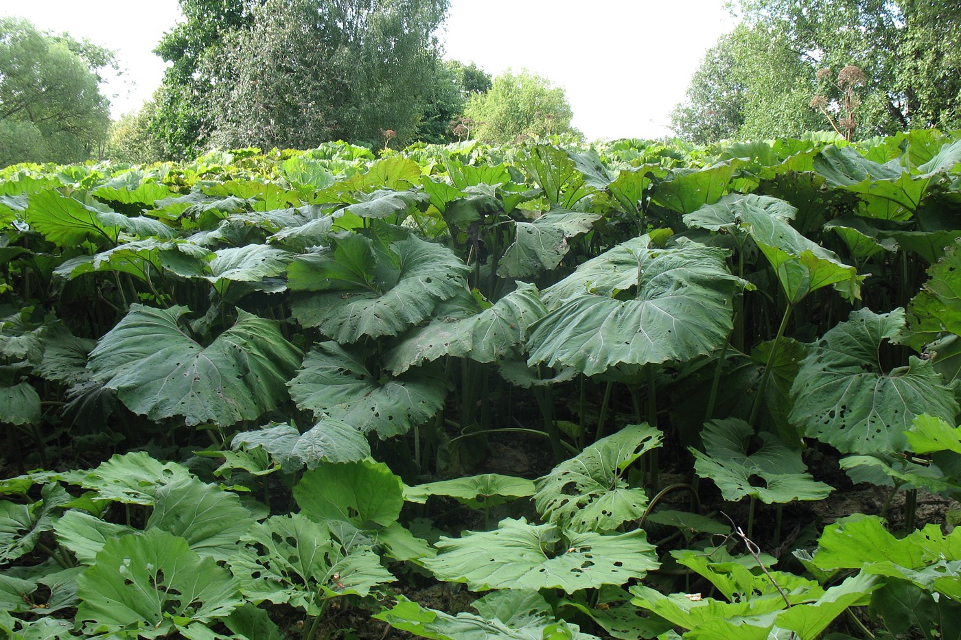 Изображение особи Petasites hybridus.