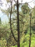 Juniperus oblonga. Средняя часть дерева. Кабардино-Балкария, Эльбрусский р-н, окр. пос. Эльбрус, ок. 1800 м н.у.м., окраина леса на крутом склоне. 07.08.2018.