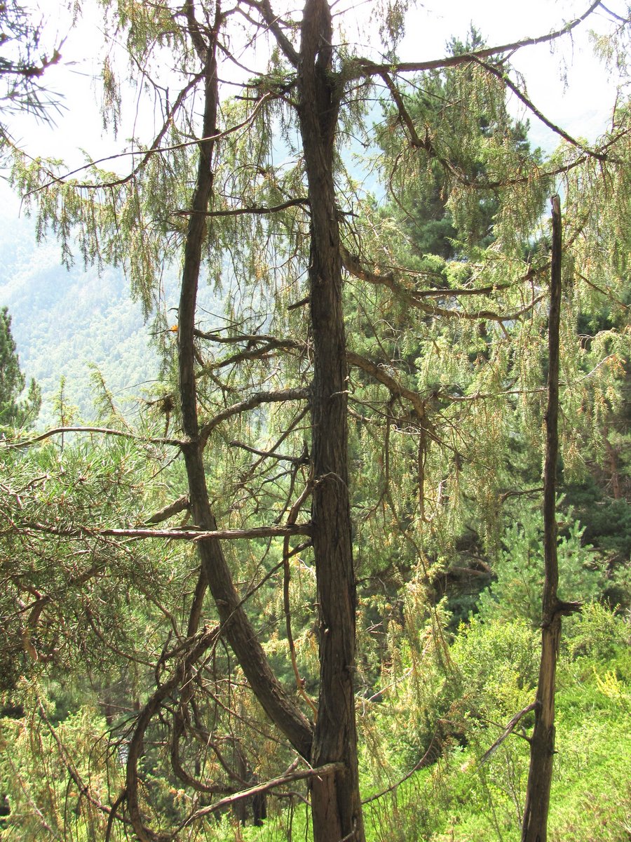 Image of Juniperus oblonga specimen.