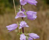 Campanula bononiensis