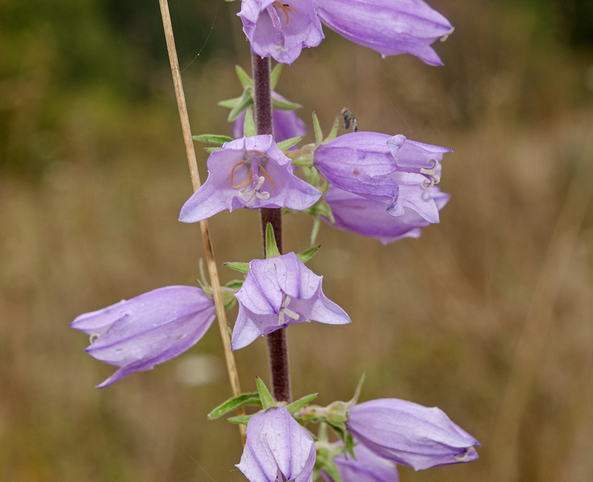 Image of Campanula bononiensis specimen.