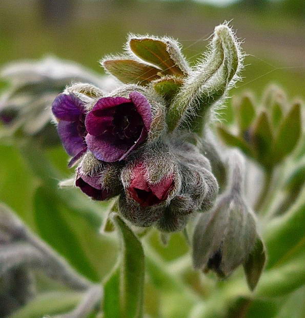 Image of Cynoglossum officinale specimen.