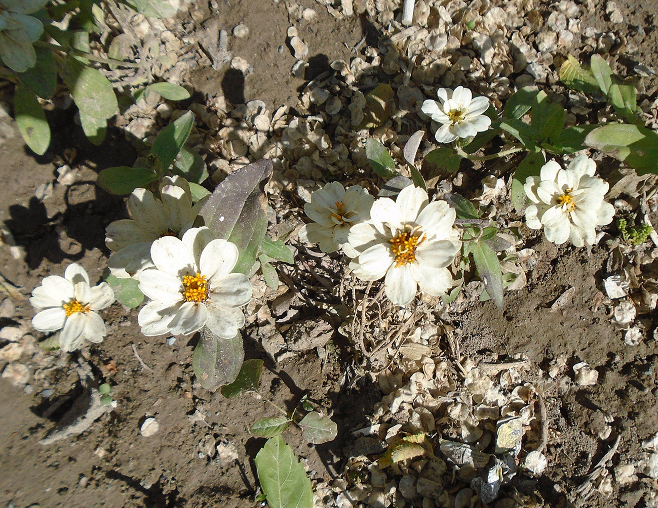 Изображение особи Zinnia elegans.