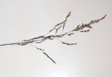 Puccinellia hauptiana