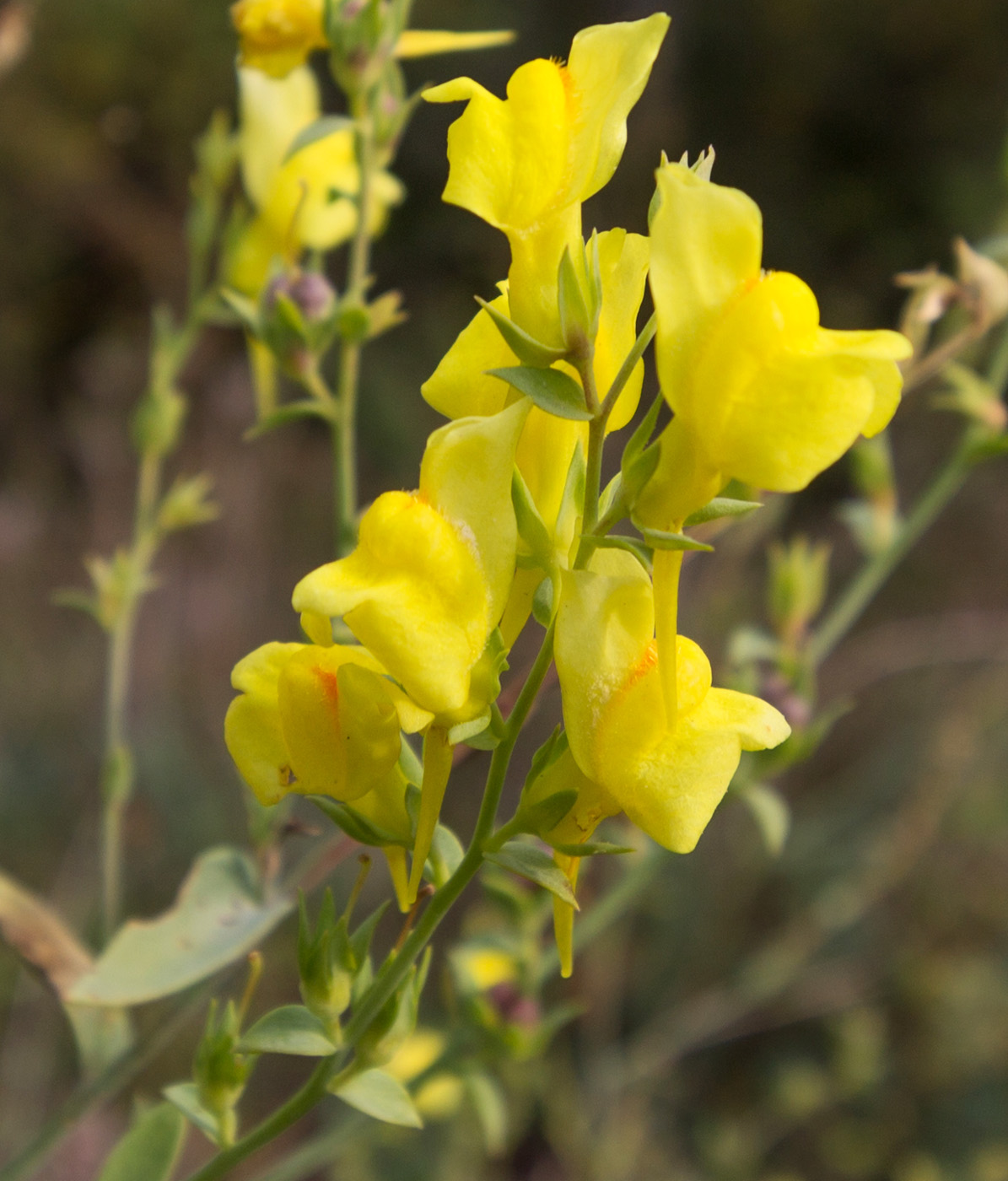 Image of Linaria genistifolia specimen.