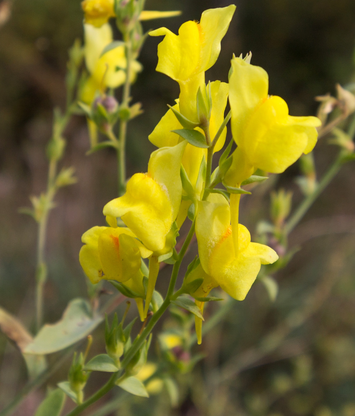 Изображение особи Linaria genistifolia.