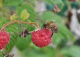 Rubus idaeus