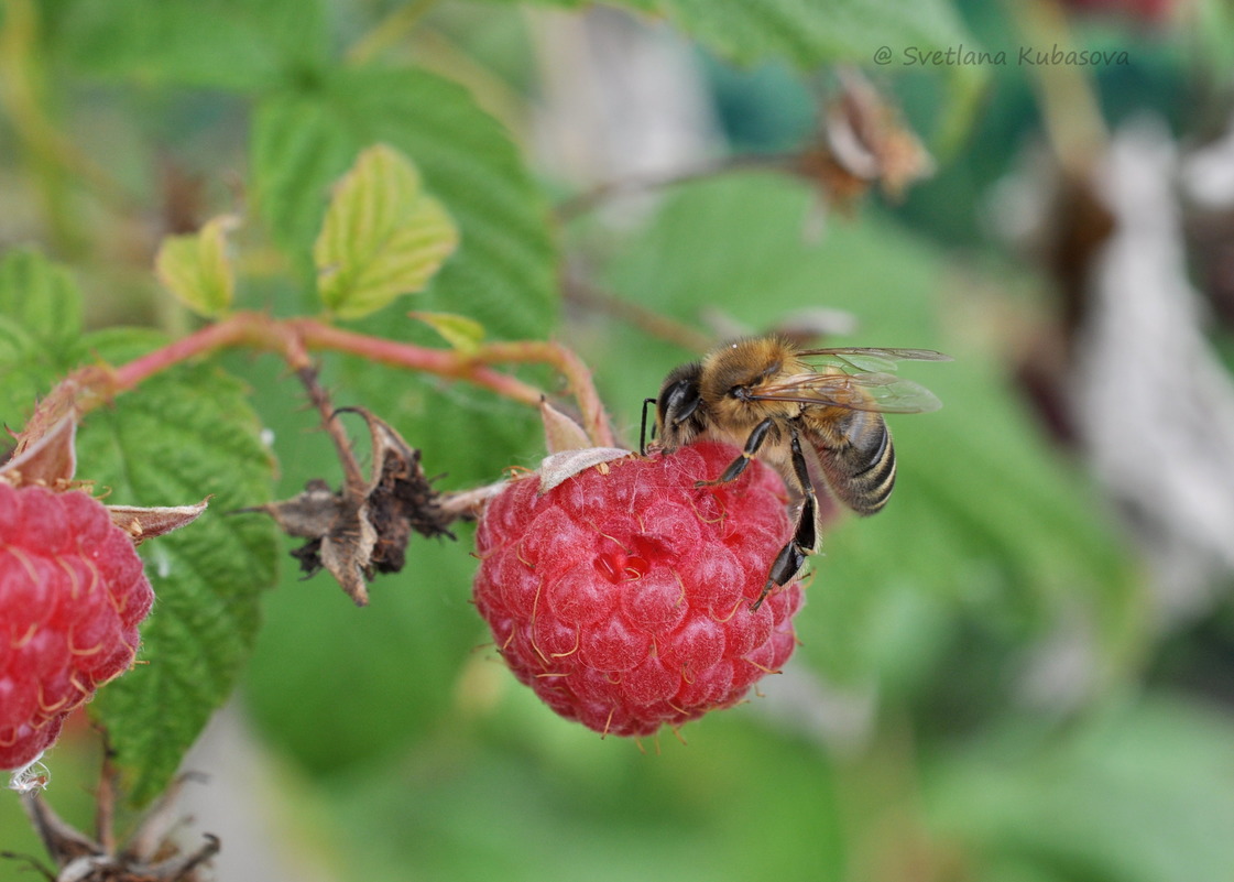 Изображение особи Rubus idaeus.