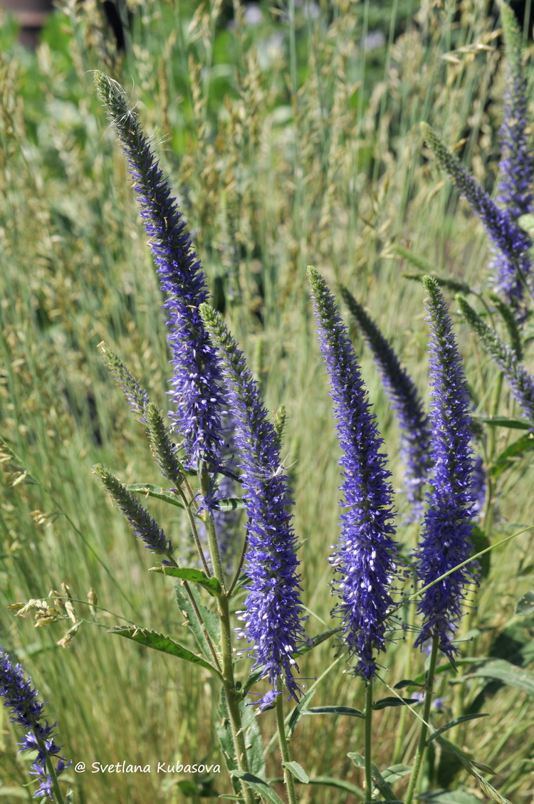 Изображение особи Veronica porphyriana.