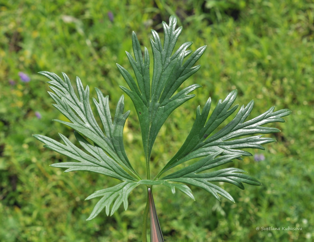Image of Aconitum × stoerkianum specimen.