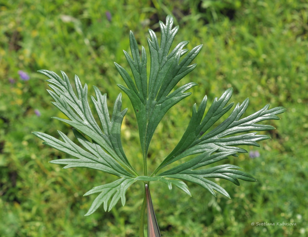 Image of Aconitum &times; stoerkianum specimen.