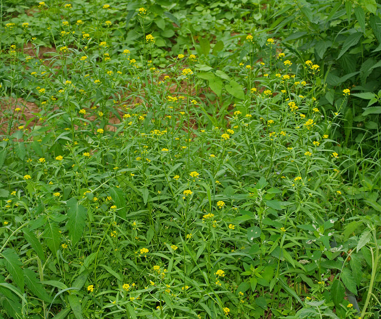 Image of Erysimum cheiranthoides specimen.