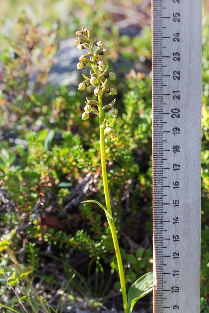 Изображение особи Dactylorhiza viridis.