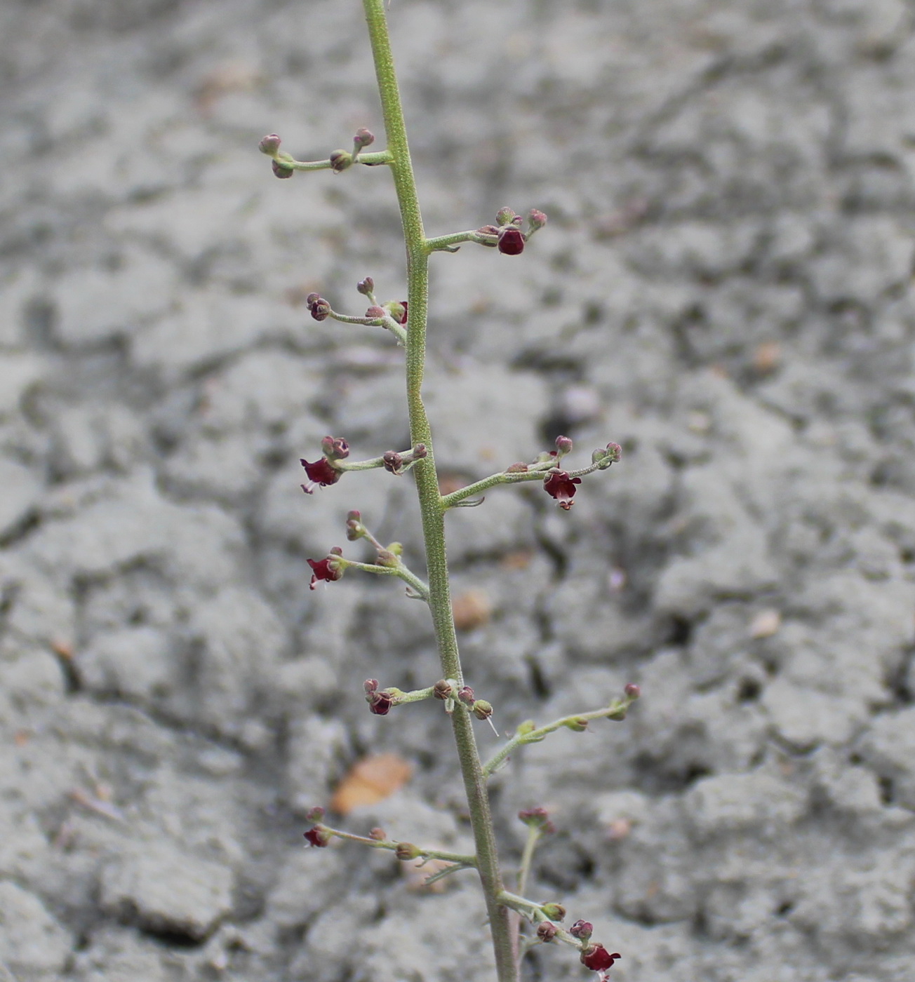 Изображение особи Scrophularia kamelinii.