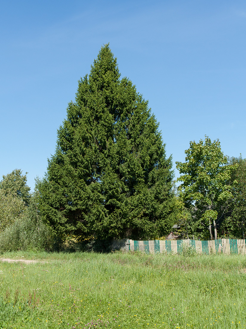 Image of Picea abies specimen.