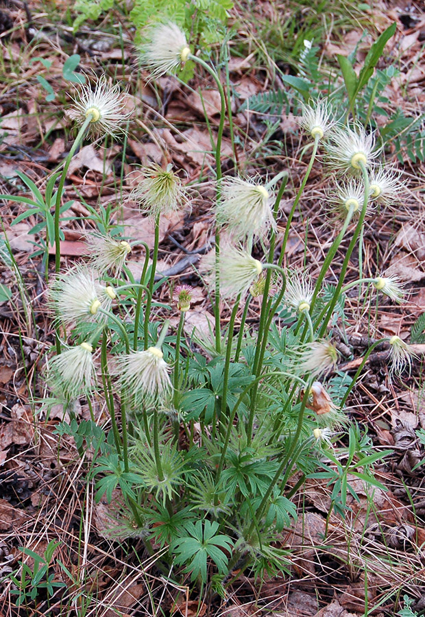 Image of Pulsatilla patens specimen.