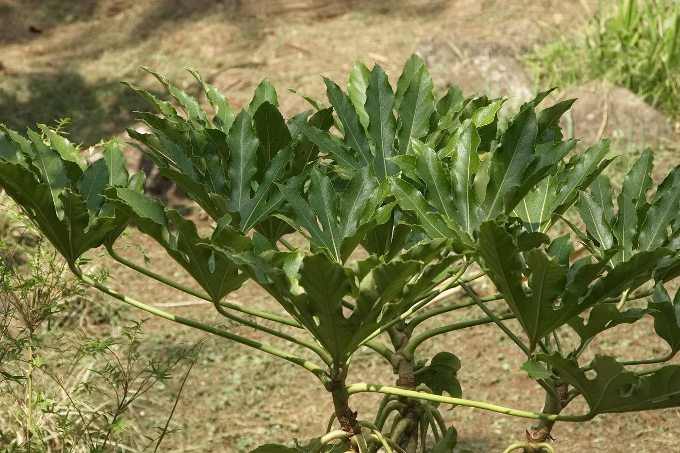 Image of Fatsia japonica specimen.