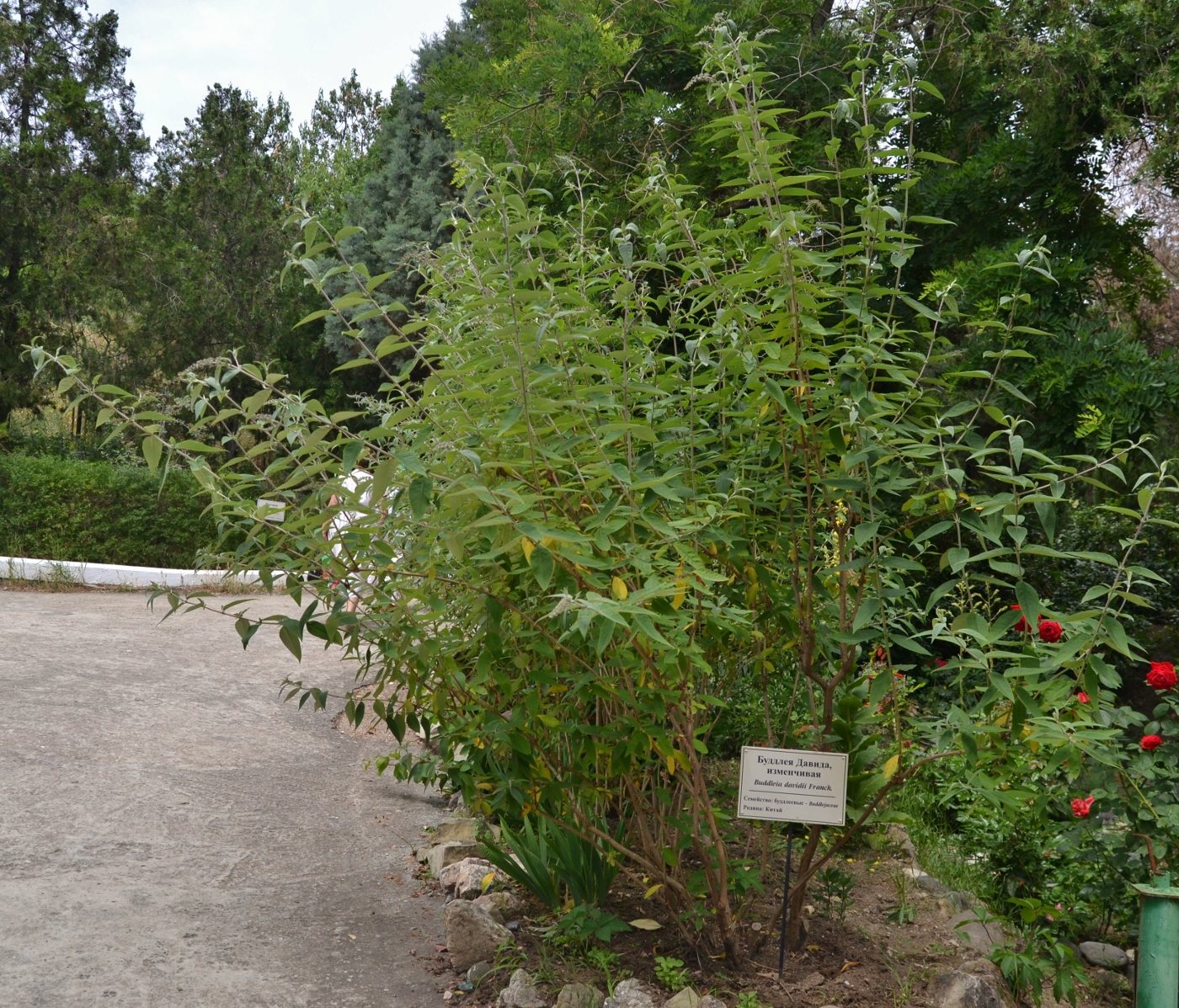 Image of Buddleja davidii specimen.