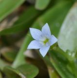Pentodon pentandrus
