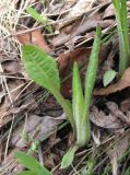 Cirsium heterophyllum. Молодой побег. Окр. Архангельска, ж.-д. насыпь у сырого луга. 08.05.2011.