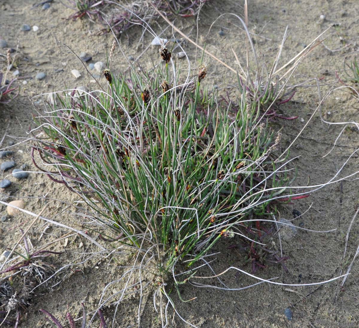 Image of Schoenus nigricans specimen.