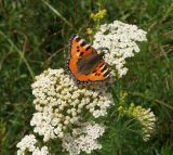 Achillea millefolium. Соцветие с кормящейся бабочкой. Казахстан. Восточно-Казахстанская обл., Глубоковский р-н, окр. с. Тарханка, склон сопки. 16.06.2015.