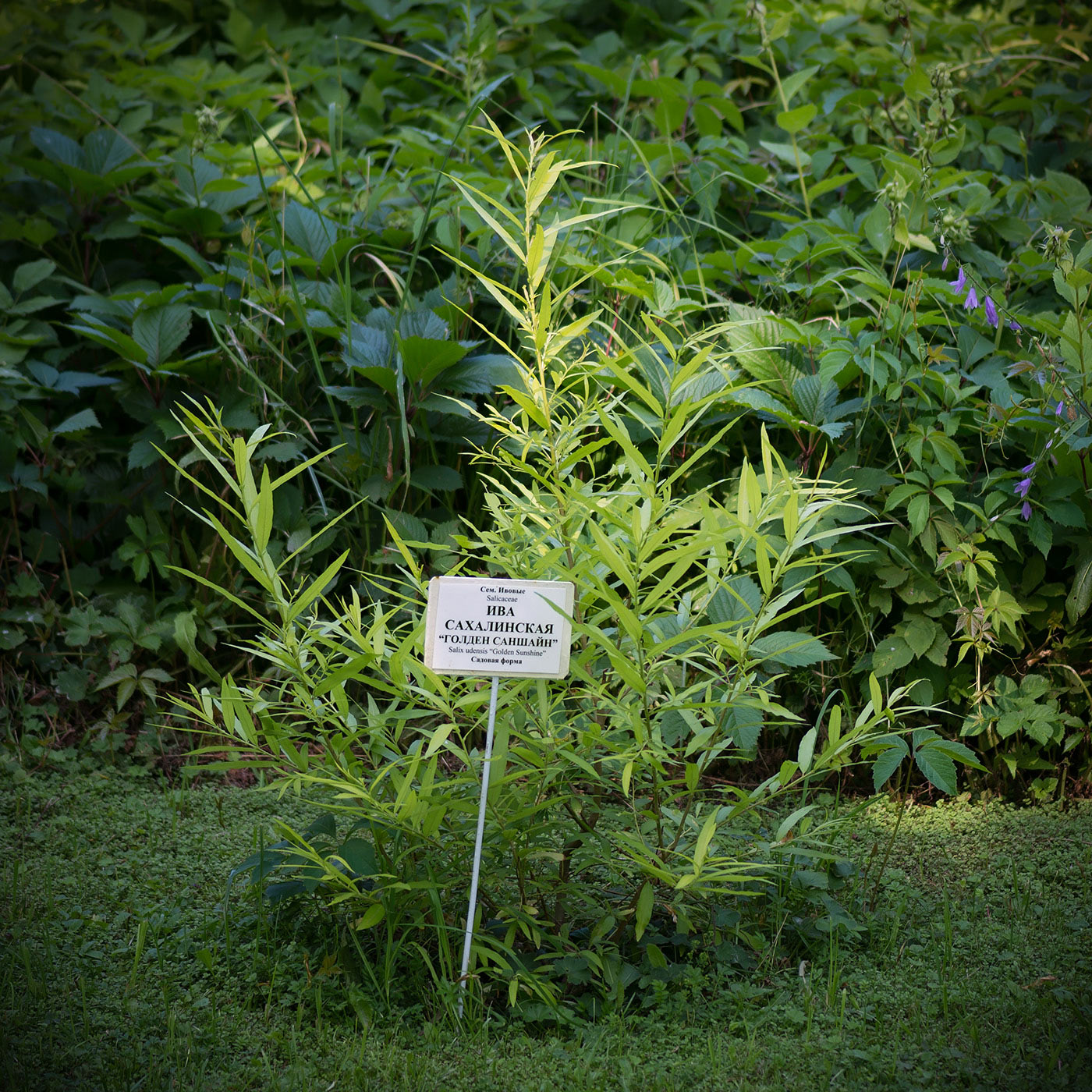 Изображение особи Salix udensis.