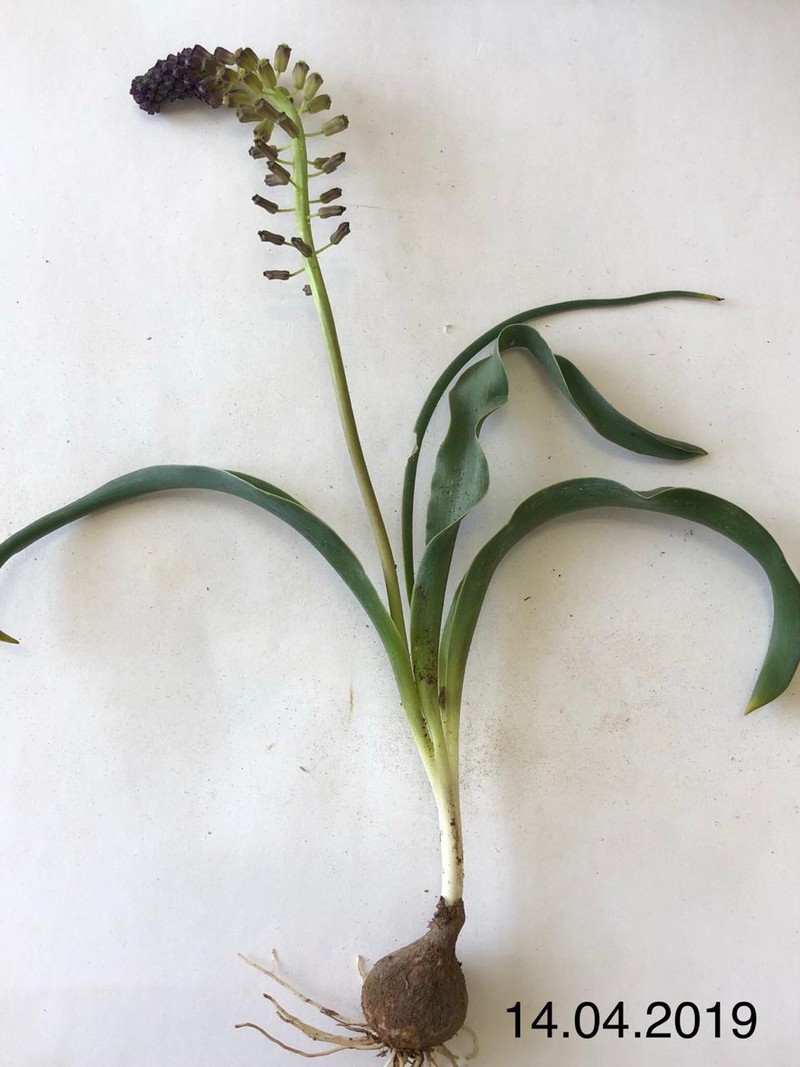Image of genus Leopoldia specimen.