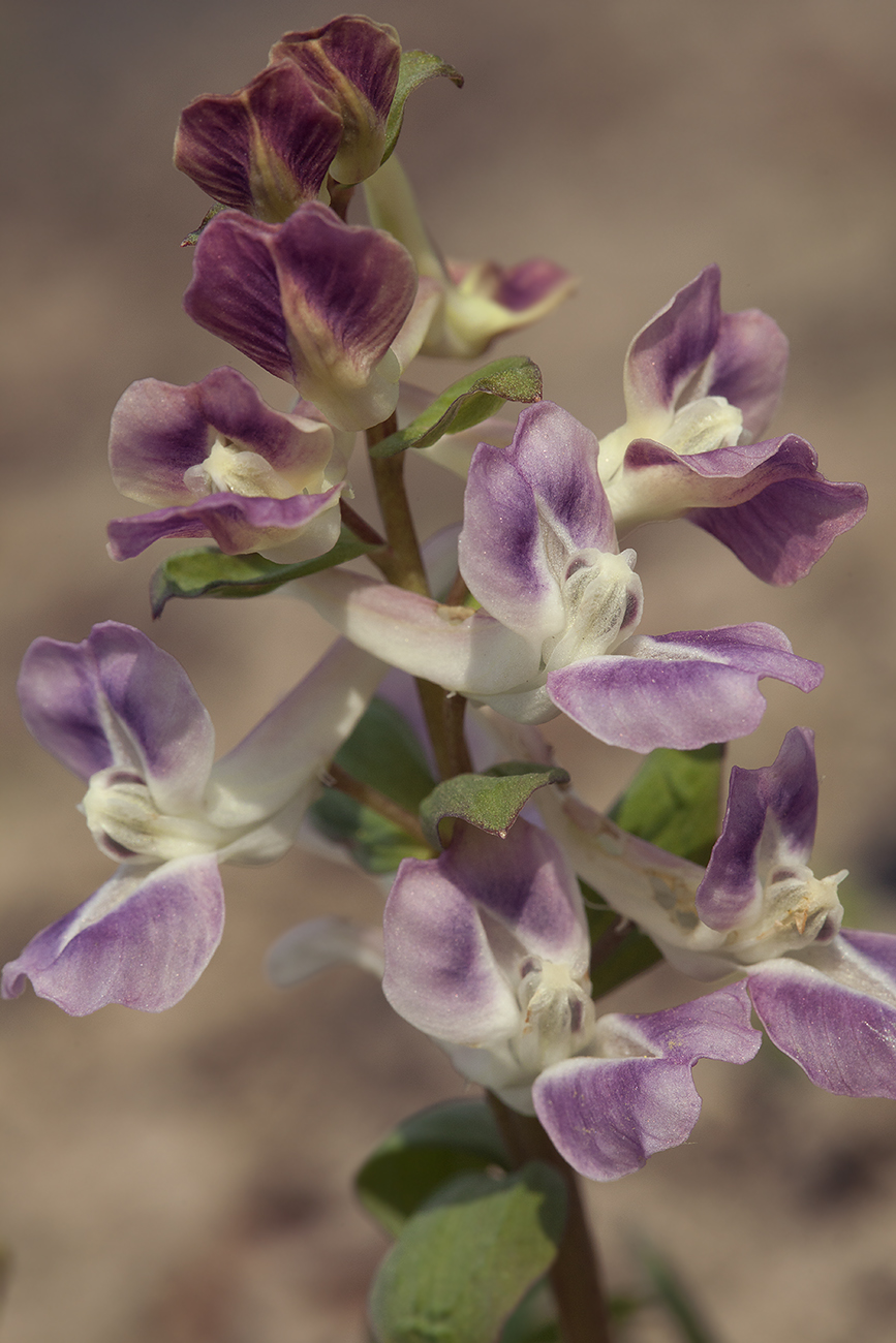 Image of Corydalis caucasica specimen.