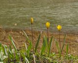 Tulipa biebersteiniana