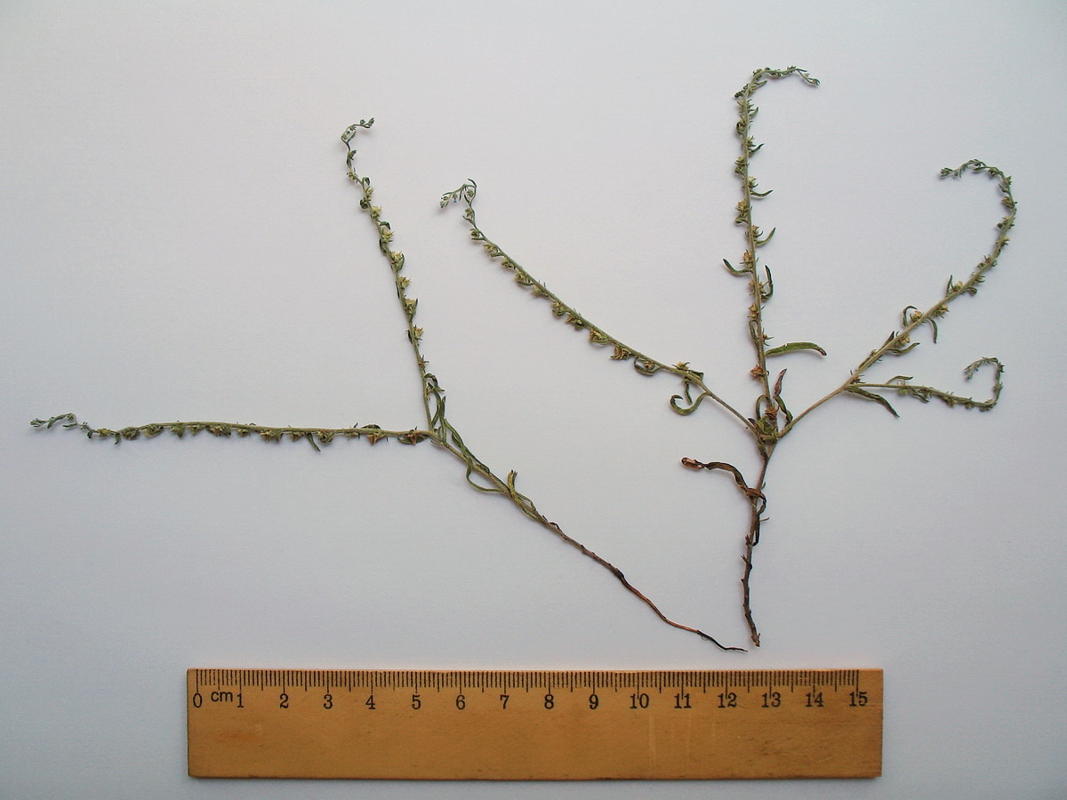 Image of Lappula sessiliflora specimen.